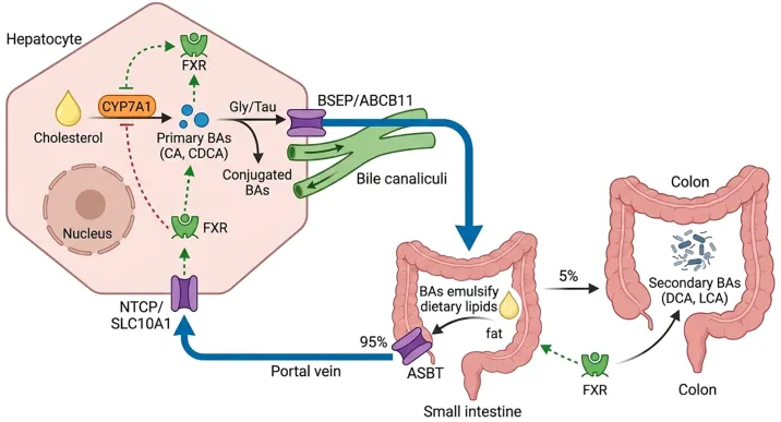 Enterohepatic Circulation and Bile Acid Metabolism Diagram